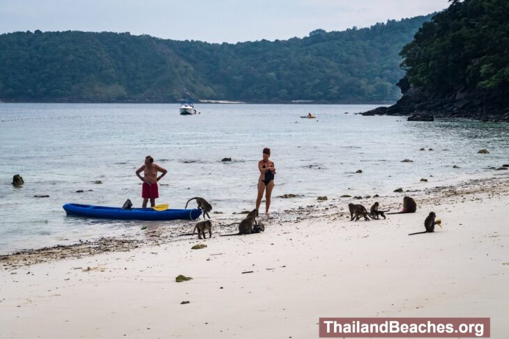 Monkey Beach is a monkey paradise on Phi Phi Don!