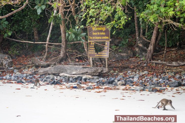 Monkey Beach is a monkey paradise on Phi Phi Don!