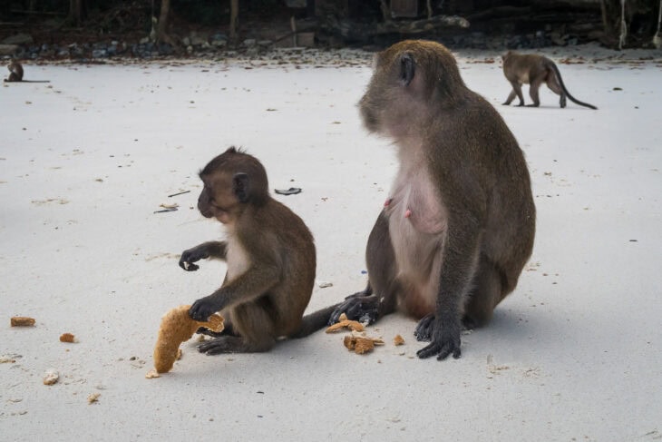 Monkey beach Phi Phi Island